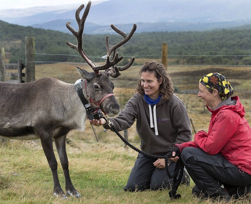 Cairngorm Reindeer Research Programme enters its next phase