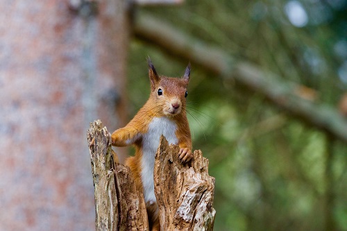 Study by Inverness College UHI aims to address knowledge gaps around the impact of forest operations on red squirrels