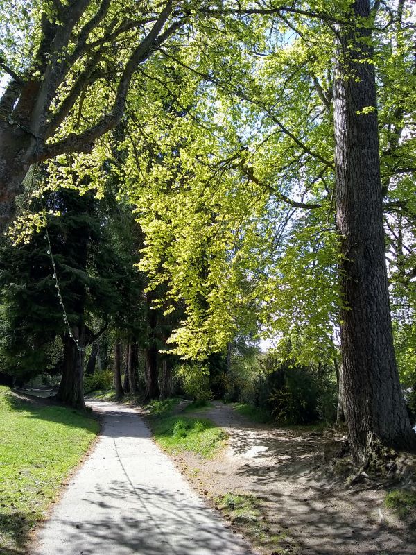 a sunny footpath with overhanging trees causing shade