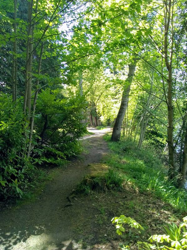 a footpath with trees and ferns