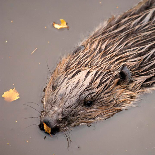 UHI Inverness report on beaver presence published by NatureScot