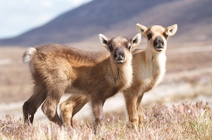 Inverness College UHI lead on research project studying reindeer behaviour in Cairngorms National Park 