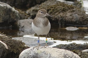 Inverness College UHI research could shed light on decline of Scottish wading bird