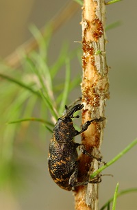 Funding for research to tackle weevil menace