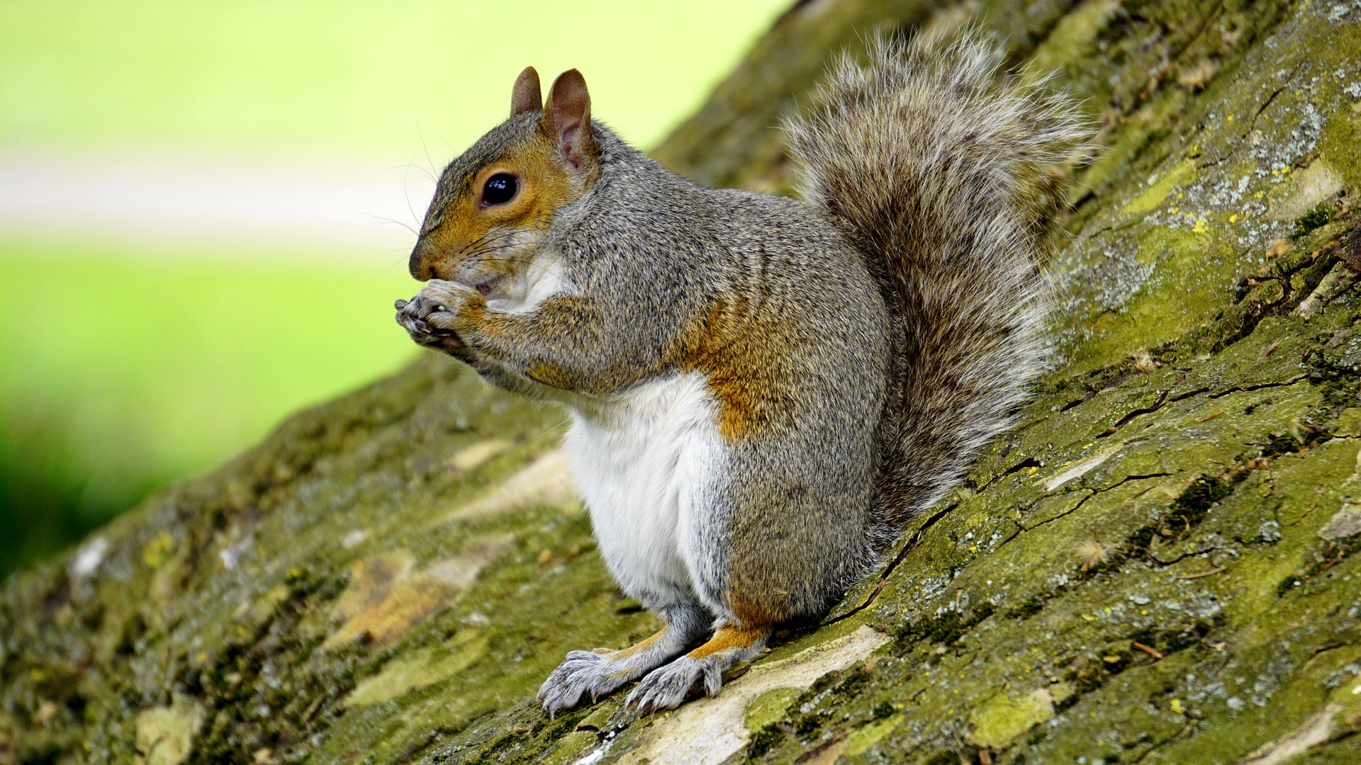 New research underway to trace the steps of urban squirrels