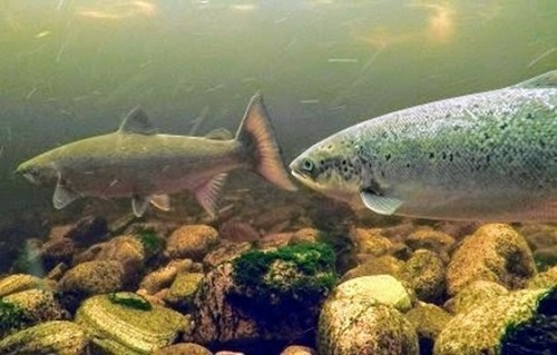 Research aims to prevent further decline of Atlantic salmon
