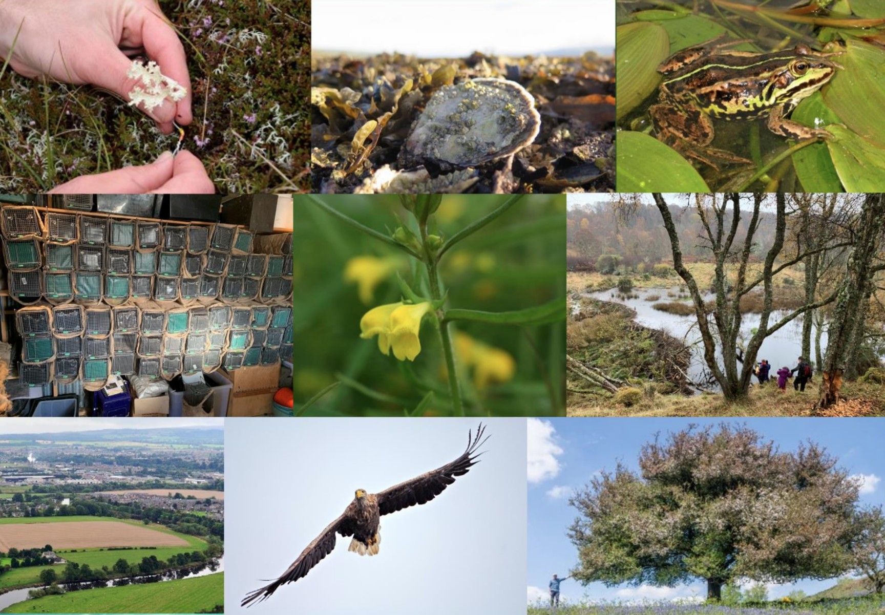 CT Information Hub: combine image of: Flavocetraria nivalis by Lorne Gill / NatureScot; native oyster by David Donnan; pool frog by Jim Foster; mammal cage traps by Martin Gaywood; small cow-wheat by Lorne Gill / NatureScot; beaver site by Martin Gaywood; landscape by Lorne Gill / NatureScot; white-tailed eagle by Lorne Gill / NatureScot; crab apple by Rick Worrell