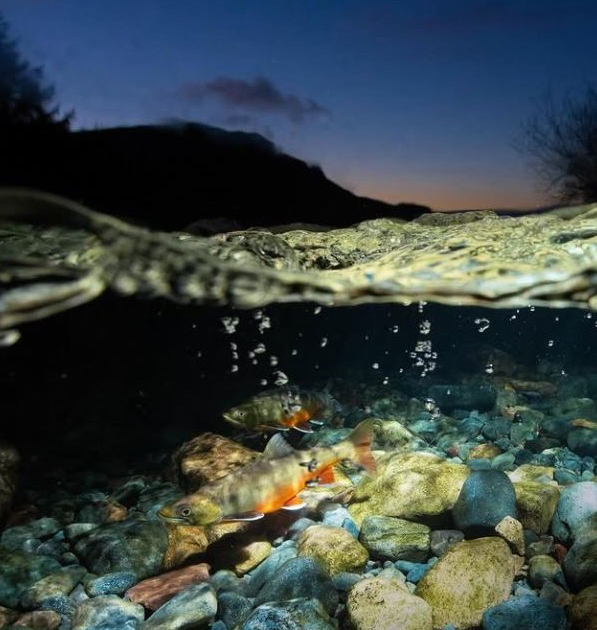 Arctic Charr Credit Lindsay McCrae Arctic Charr Credit Lindsay McCrae