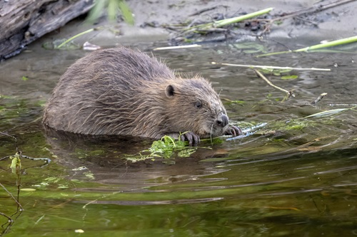 Beaver eating bracken. Credit: Elliot McCandless