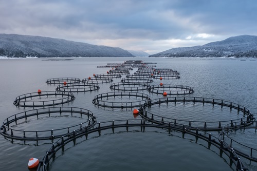 A fish farm in a Scottish loch.