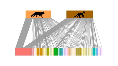A diagram showing DNA links between a fox and a pine marten.