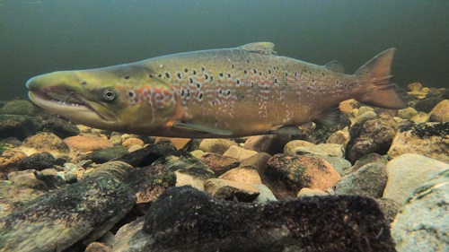 A Scottish salmon in a river.