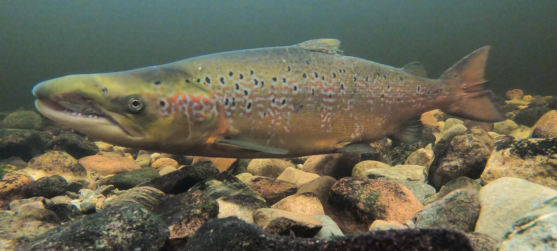 A Scottish salmon.