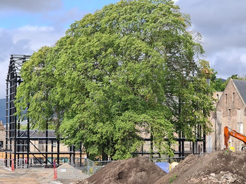 A surviving Dalmore Elm tree. Credit: Dr Euan Bowditch