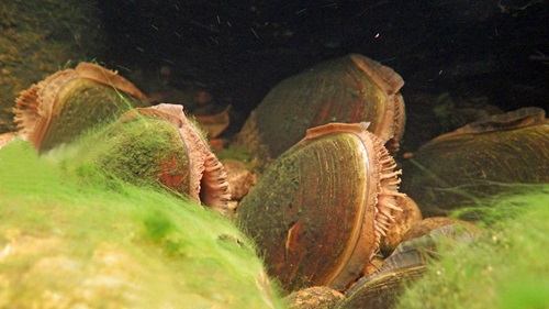 Clams. Credit: Chris Conroy, Atlantic Salmon Trust