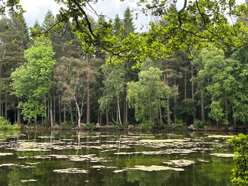 Trees overlooking a pond.