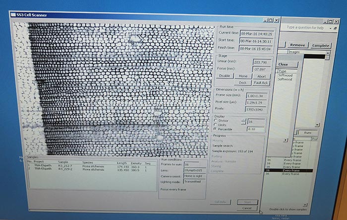 Wood scan of tree