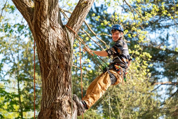 Student sitting in a tree Student sitting in a tree